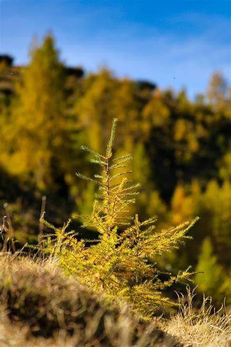 Tyrol Herbst Berge Kostenloses Foto Auf Pixabay Pixabay