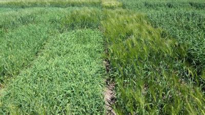 Mild Winter Could Result In More Spring Wheat In South Texas AgriLife