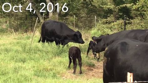 Brangus Cows Bred With Hereford Bull Youtube