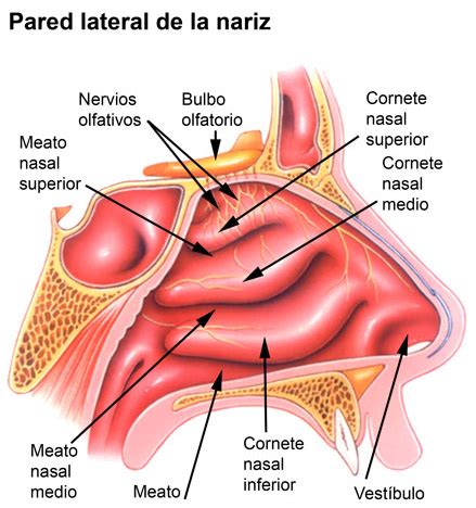 APRENDE Y DISFRUTA Con Las CIENCIAS NATURALES Los Cornetes Nasales