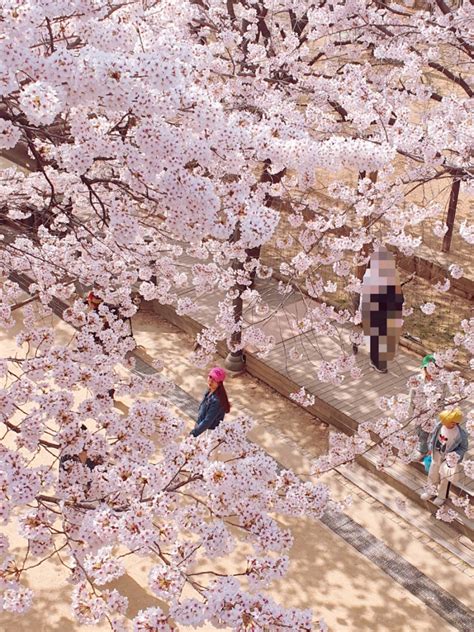 서울숲 벚꽃 나들이 나도 인스타 사진 속처럼 벚꽃 샷 찍어보기🌸🌸🌸 네이버 블로그