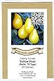 Gelbe Birnenf Rmige Mini Tomate Gelbes Birnchen Yellow Pear