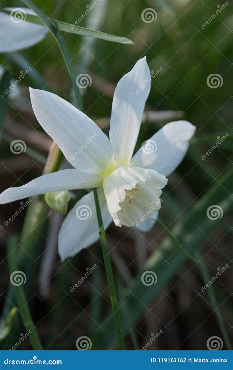 Daffodil Thalia Narcissus Plants Stock Photo Image Of Bouquet