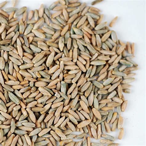 Galleon 35 Lb Bulk Organic Rye Grain Seeds Rye Seed For Sprouting Rye Berries Rye Seeds For