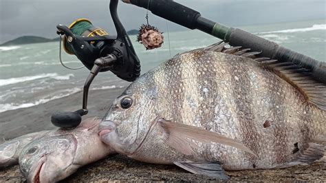 ACERTEI O CARDUME FOI SÓ PEIXE GRANDE PESCARIA DE COSTEIRA OU COSTÃO