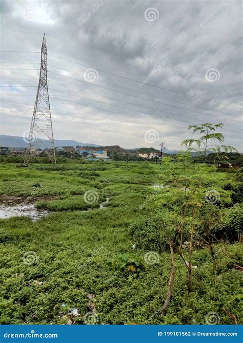 Indian Farm And Light Pole With Greenery Stock Photo Image Of Plant