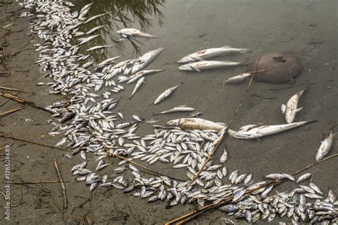 Dead Fish At The River Stock Photo Adobe Stock