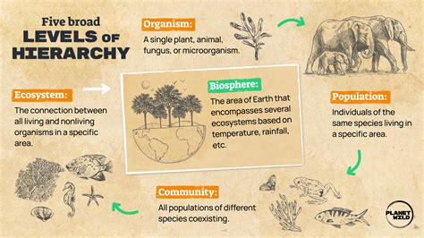 A Guide To Keystone Species Definition And Examples · Planet Wild