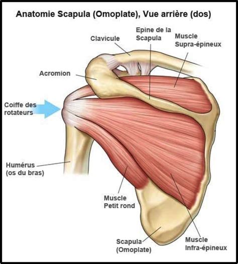 Anatomie De L Paule Centre Epaule Main De Besan On Chirurgie