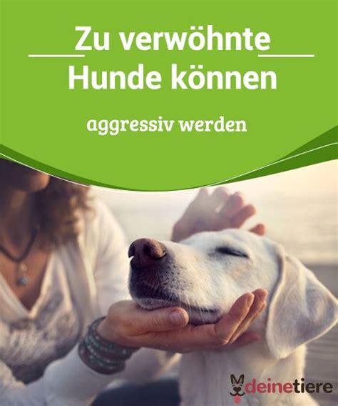 Zu Verwöhnte Hunde Können Aggressiv Werden Miguelitos