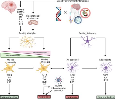 The Neuroinflammatory Response Upon Infection Insult Or Injury To