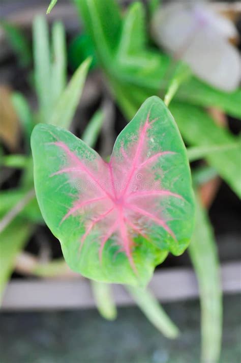 Caladium Caladium Bicolor Vent Or Caladium Bicolor Stock Image Image