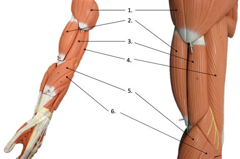 Muscles That Move The Forearm P Diagram Quizlet