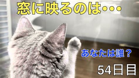 スコ猫トト君窓に映る自分が気になるトト君の行動が可愛かったwww YouTube