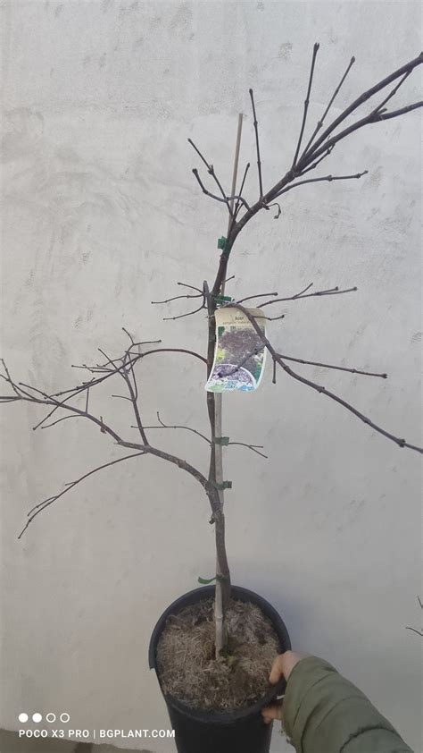 Acer palmatum dissectum Inaba-shidare Червенолистен японски клен ...