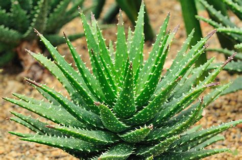 Aloe Vera – Get Well