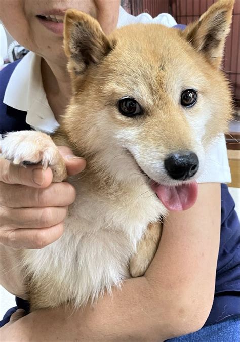 寝ている柴犬がキツネみたいと話題 散歩中「タヌキ柴」と言われたこともどっちに見えます？｜まいどなニュース