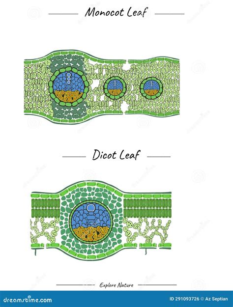 Structure Of Monocot Leaf And Dicot Leaf Template Stock Vector Illustration Of Illustrations