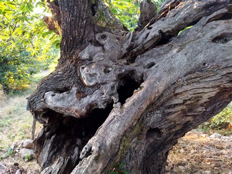 Nick Lloyd On Twitter Ancient Chestnut Trees In El Bierzo NW Spain