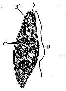 Study the given figure showing structure of Euglena and select the option that correctly ...