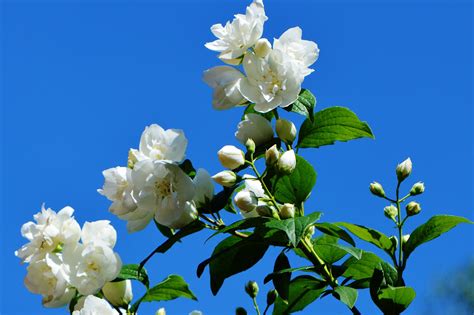 Kostenlose Foto Baum Natur Ast Bl Hen Wei Bl Tenblatt