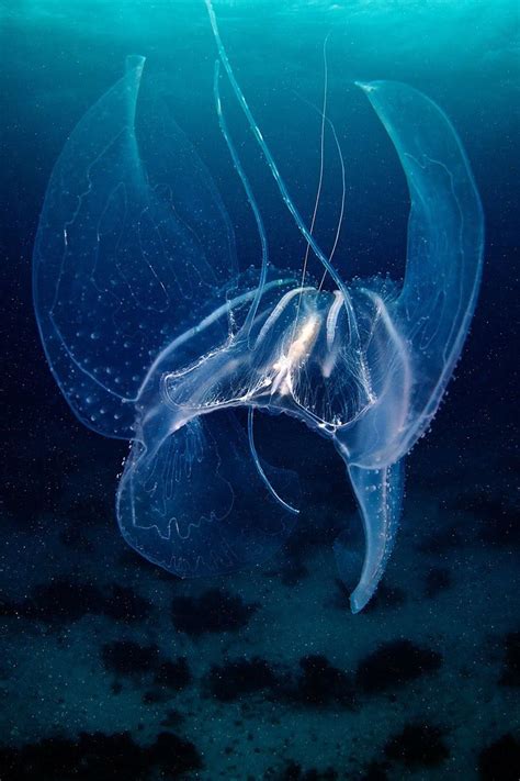 🔥 A Deep Sea Jelly Fish That Looks Like A Manta Ray Exoskeleton