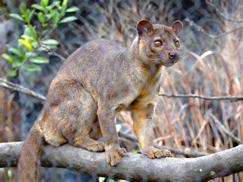 Fossa - Zoo Atlanta