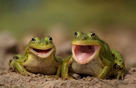 Two Happy Frogs I Just Love How Happy Their Sweet Faces Are Cute