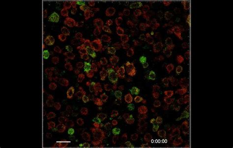 Figures And Data In T Cell Calcium Dynamics Visualized In A Ratiometric