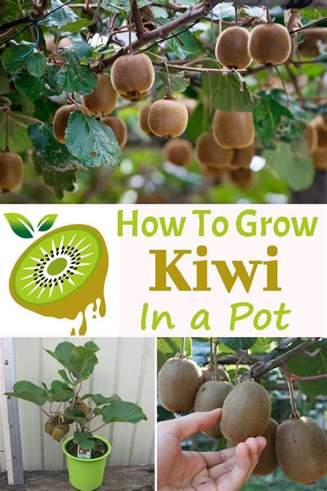 How To Grow Kiwi In A Pot Kiwi Growing Grow Kiwi From Seed Kiwi