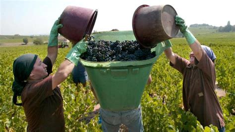 Government Promotes Special Support of Crimean Wine