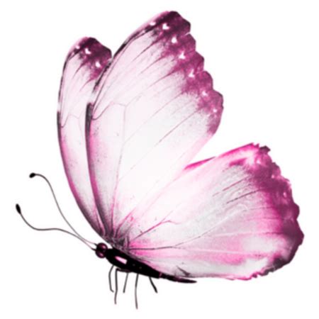 Light Pink Butterfly Sticker