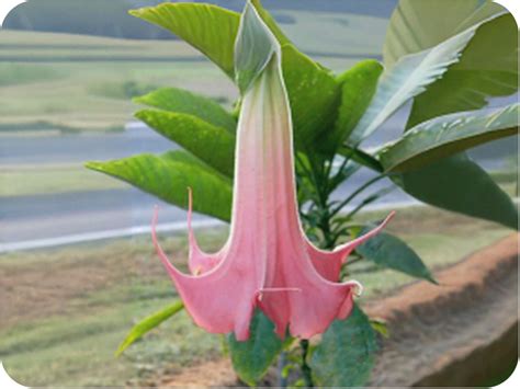 Daybreak Brugmansia Angels Trumpet Live Tropical Plant