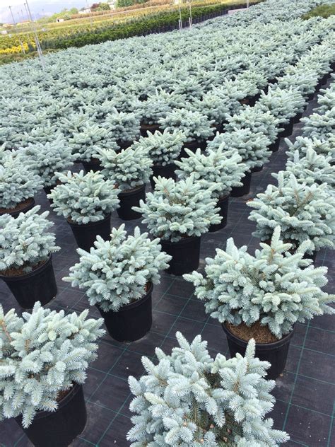 Glauca prostrata – Artofit