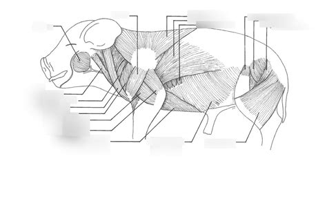 Pig Muscle Diagram Pt1 Diagram Quizlet