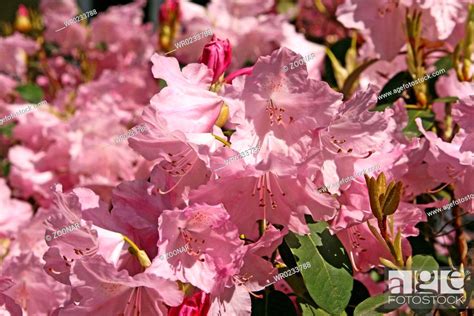 Rhododendron hybrids, Stock Photo, Picture And Royalty Free Image. Pic ...