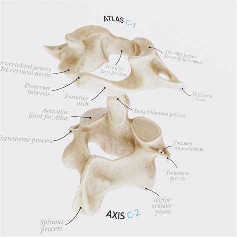 The Vertebral Column Poster Designed By Kirografiks