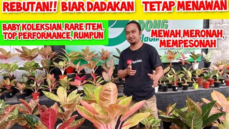 Rebutan Biar Dadakan Tetap Menawan Harga Aglonema Koleksian Rare