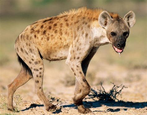 Crazy Hyena HD Wallpapers - Top Free Crazy Hyena HD Backgrounds