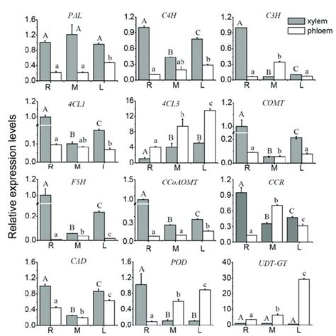 Relative Expression Levels Of Genes Involved In The Lignin Biosynthesis