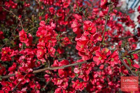 Хеномелес (Chaenomeles) — описание, выращивание, фото | на LePlants.ru