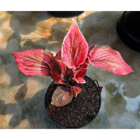 Umbi Caladium Red Kujang Keladi Hias Hybrid Import Thailand Lazada