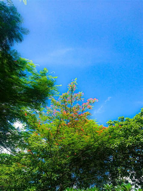 Blue Sky And Tree Blue Sky Flower Indonesia Red Flower Sahal Sky