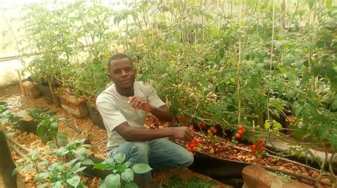 What You Need To Know Before Venturing Into Tomato Growing Harvest Money