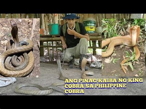 KING COBRA AT ANG PHILIPPINE COBRA YouTube