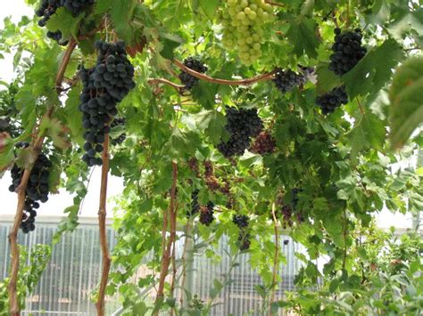 Growing Grapes In Containers General Fruit Growing Growing Fruit