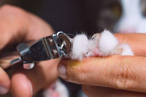 How To Trim Cat Nails A Vet And Behaviourists Step By Step Guide