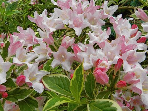 When And How Do You Prune Back Weigela The Garden Of Eaden