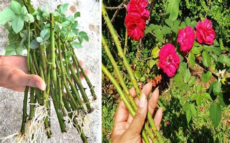 Grow Roses From Cuttings The Best Ways To Propagate Plants And Gardens