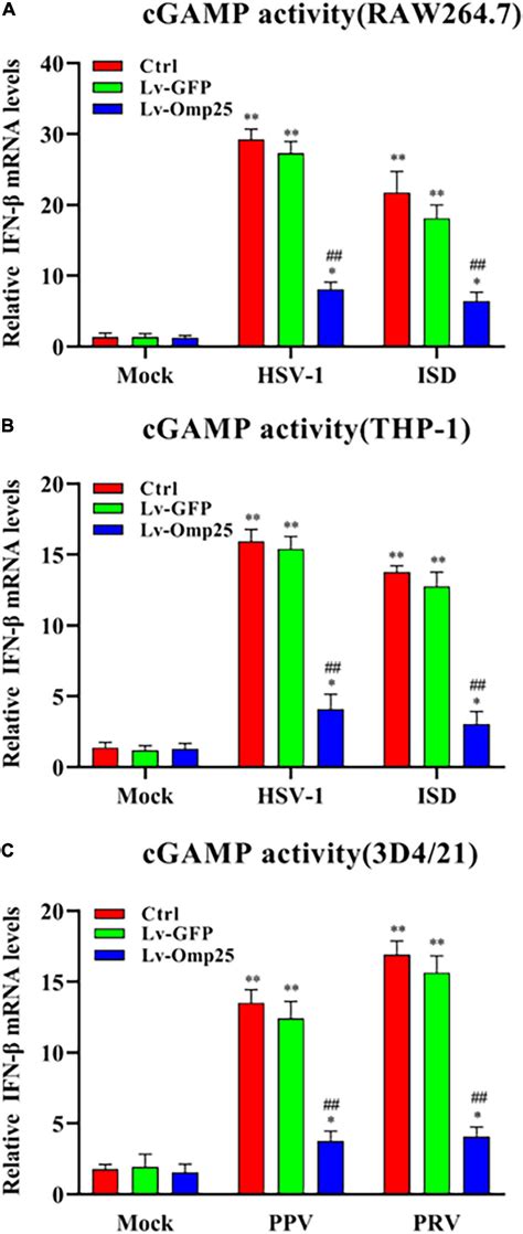 Frontiers Brucella Spp Omp Promotes Proteasome Mediated Cgas